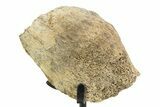 Fossil Triceratops Ilium Section w/ Metal Stand - South Dakota #350611-1